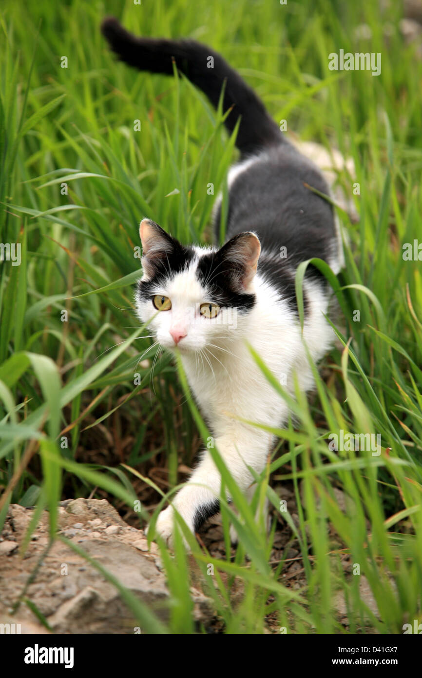 Black cat animal hi-res stock photography and images - Alamy