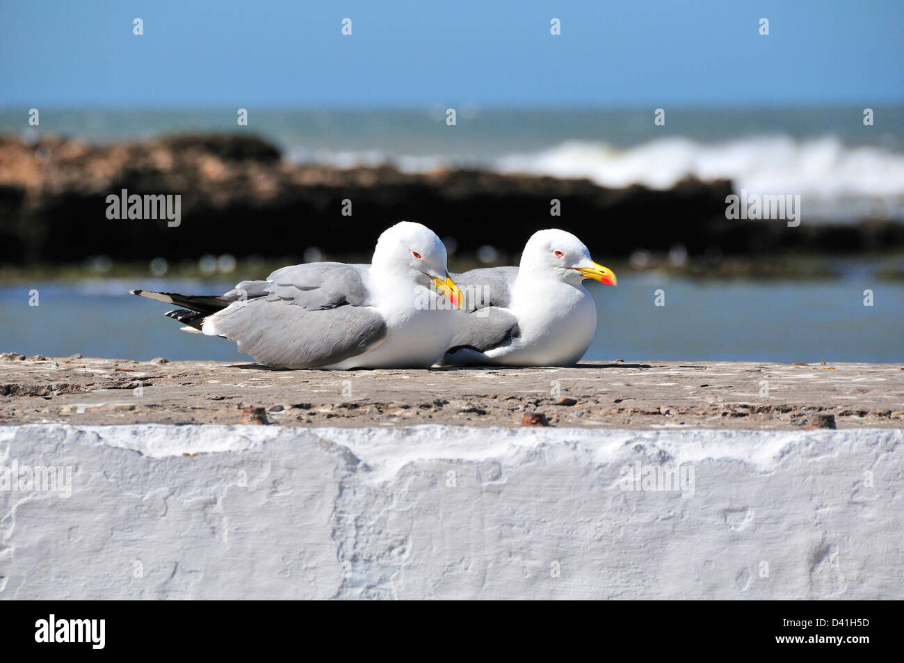 Pair of seagulls sitting on sea wall on the Atlantic coast of Essaouira, Morocco Stock Photo