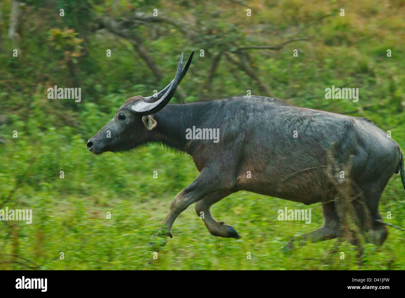 Buffalo running hi-res stock photography and images - Alamy