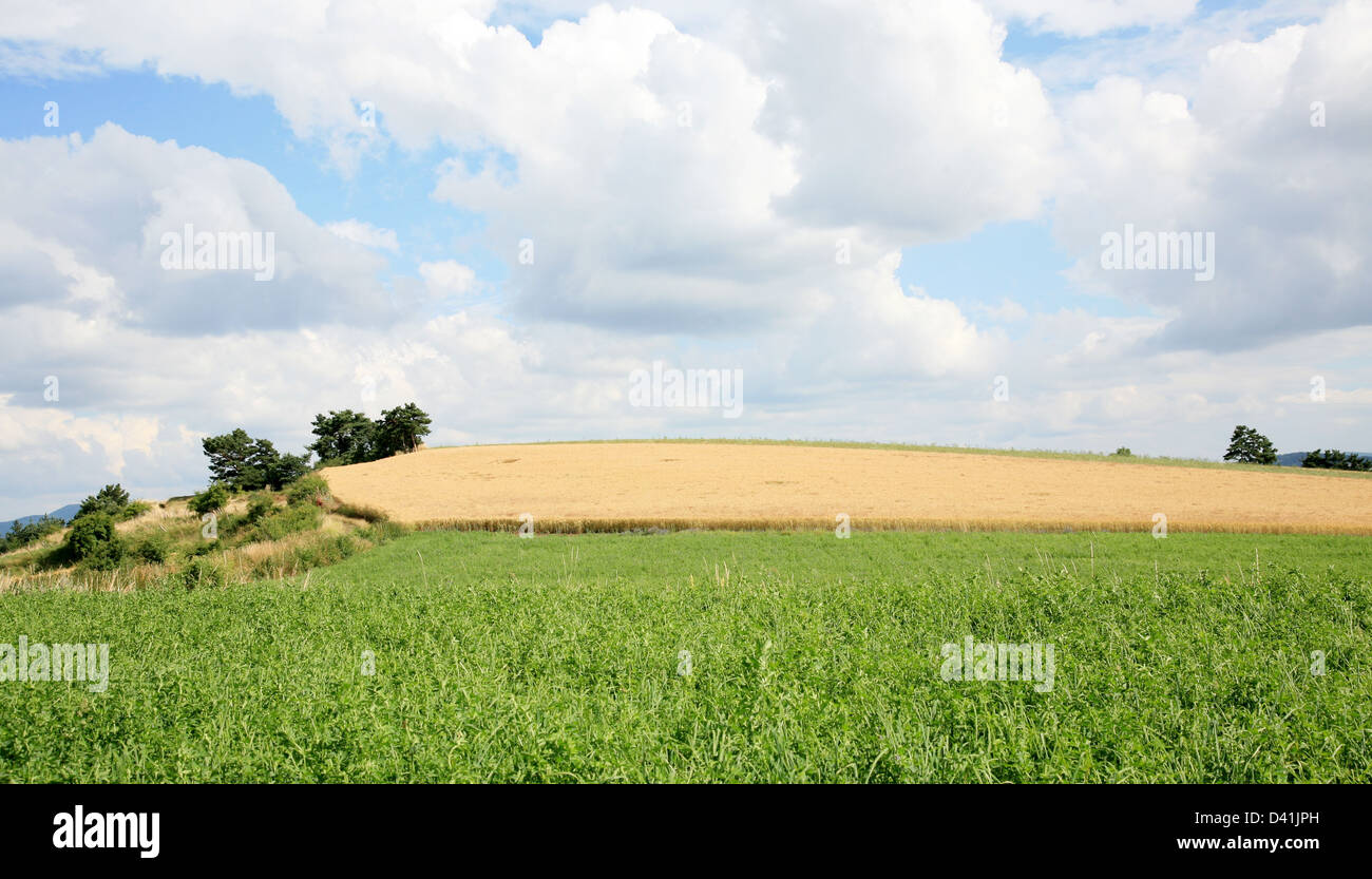 Summer grass field and sunlight in blue sky Stock Photo - Alamy