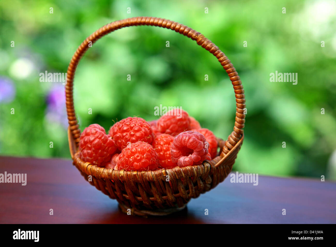 Basket of red raspberries in the summer garden Stock Photo
