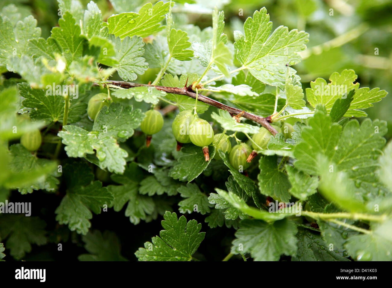 Branch of gooseberries in raindrops Stock Photo Alamy