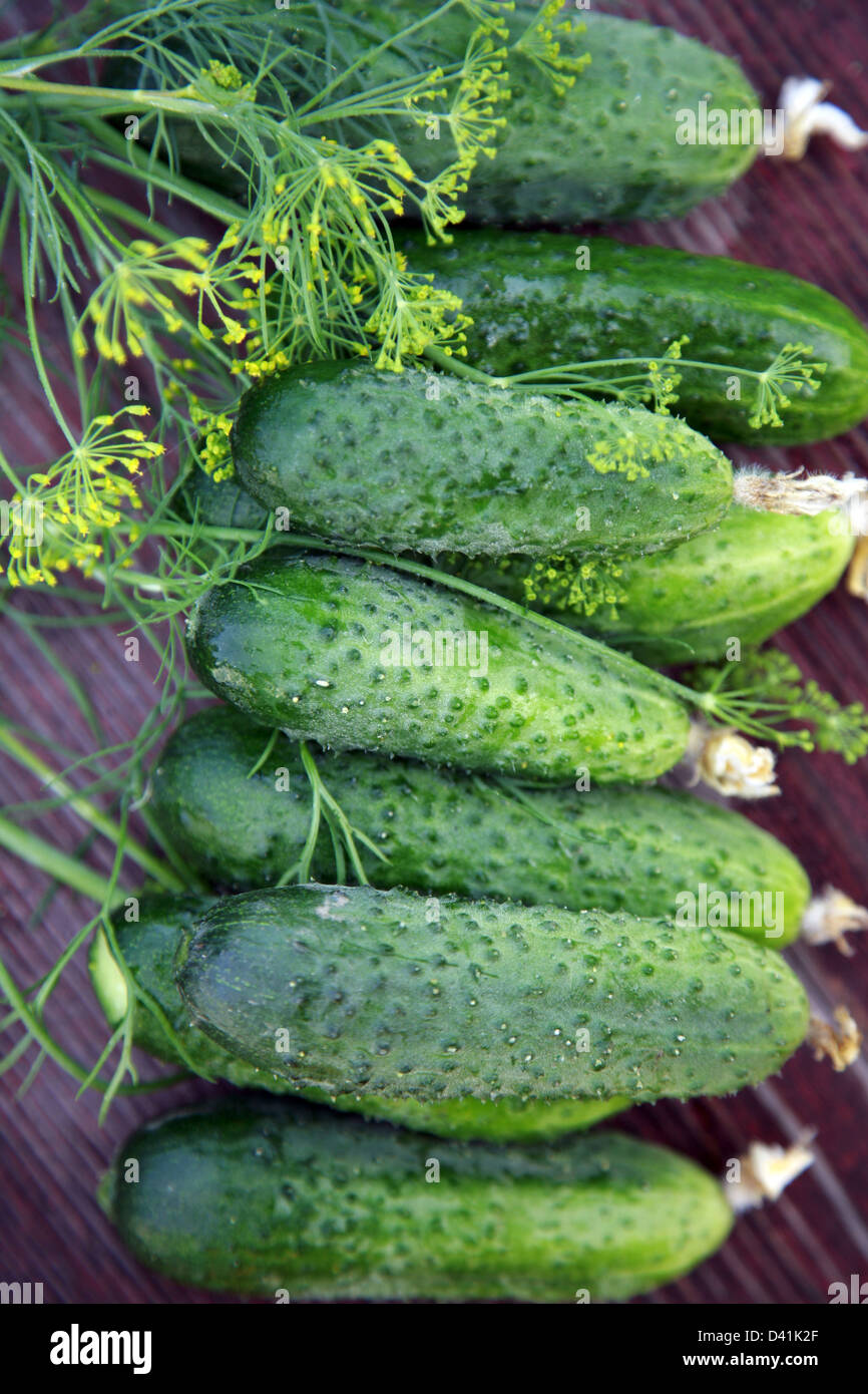 Cucumbers and dill Stock Photo Alamy