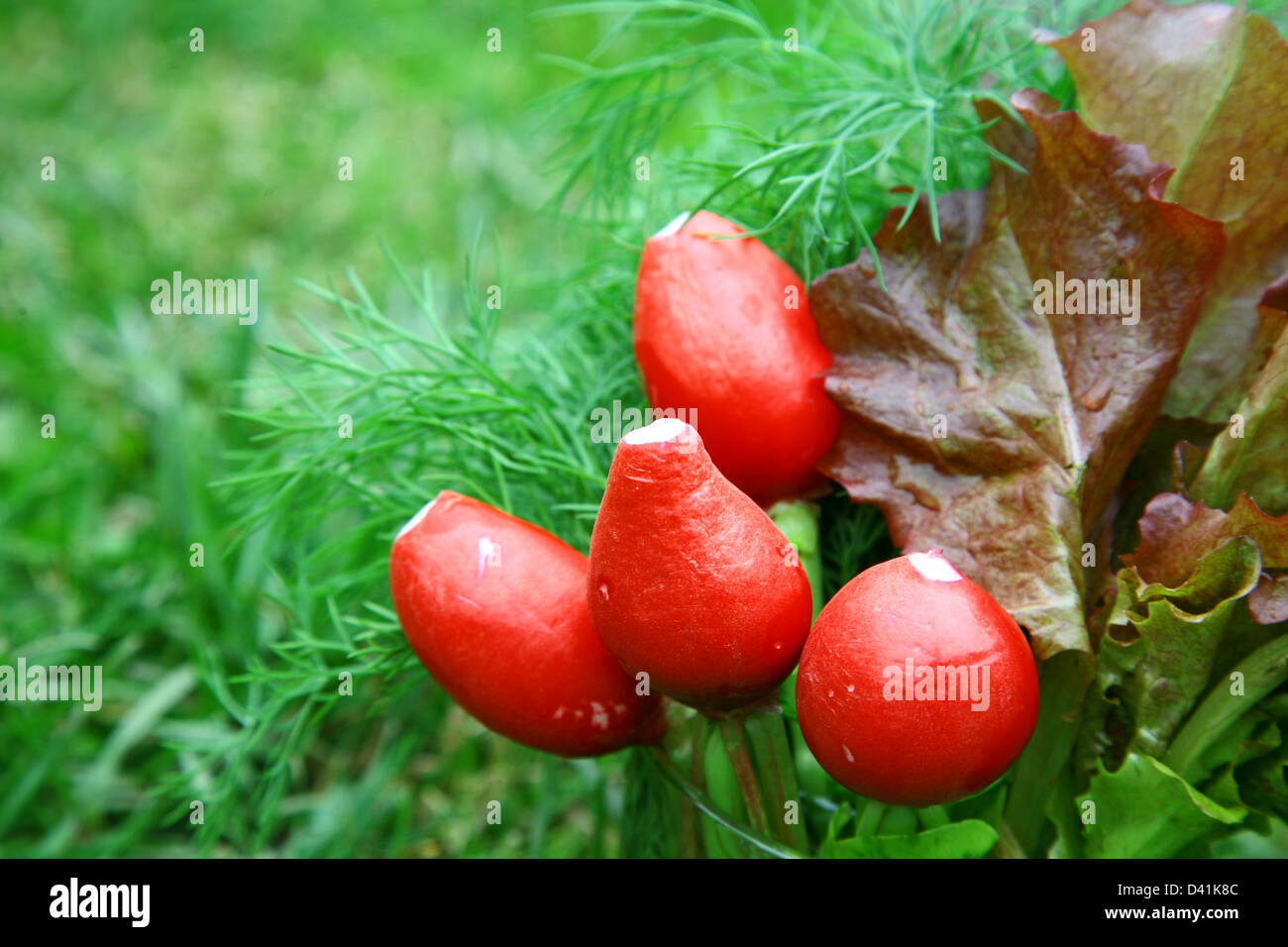 Fresh radish with dill and salad on the green grass Stock Photo