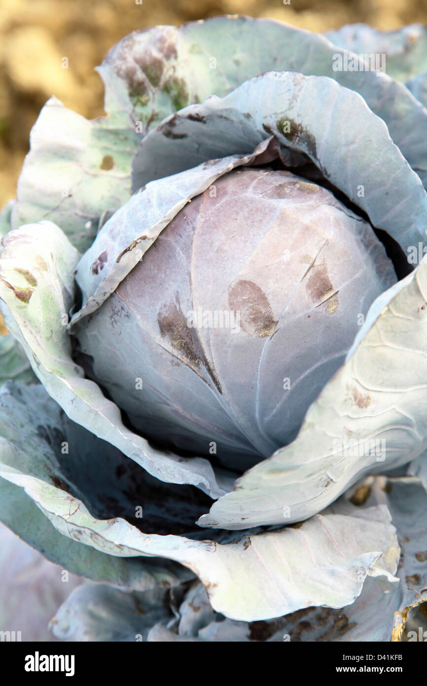 Red cabbage growing in the garden Stock Photo Alamy