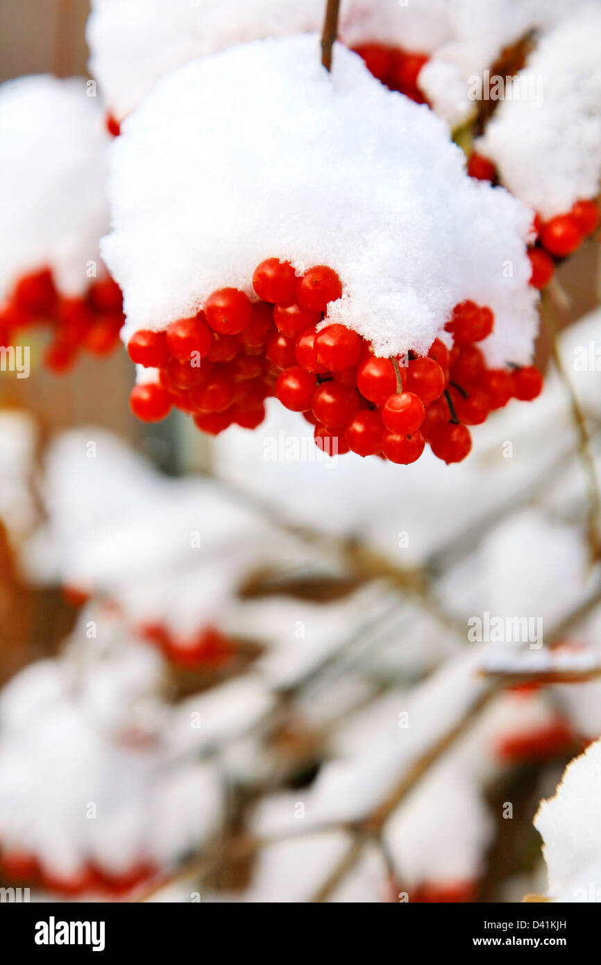 Viburnum in snow Stock Photo Alamy