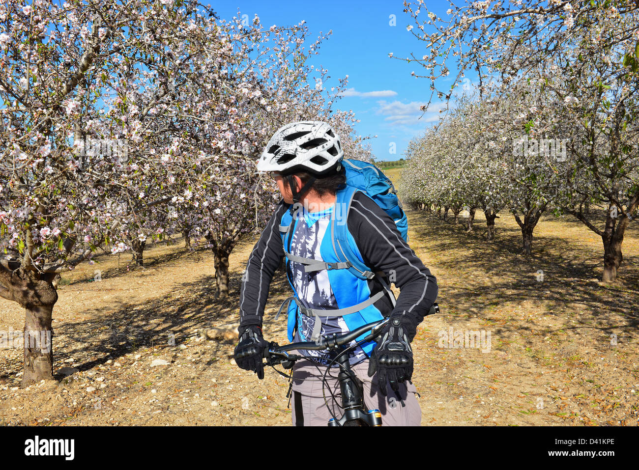 Bicyclist admires blossoming almond in a grove. Stock Photo