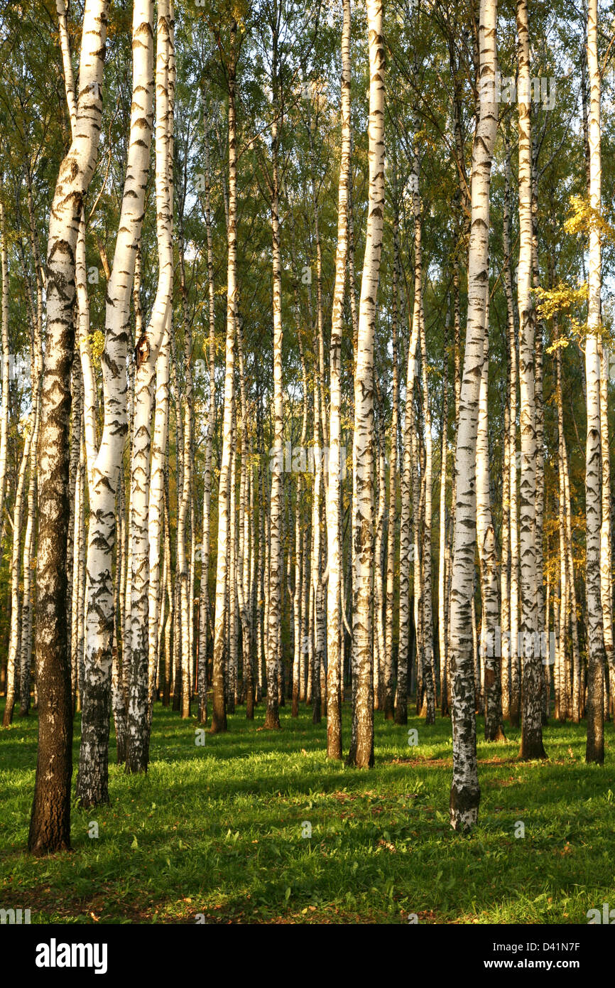 Birch Grove In Autumn Stock Photo Alamy Birch Grove In Autumn Stock Photo Alamy