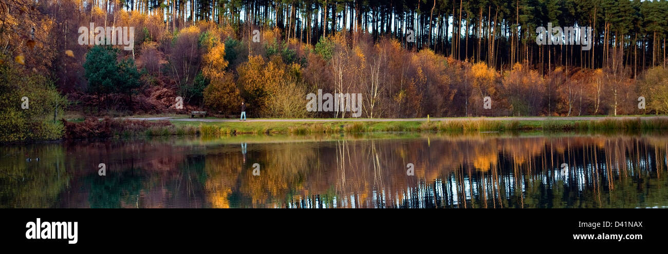 Stunning autumnal hues tints and colour reflected in Fair Oak pools, on Cannock Chase Area of Oustanding Natural Beauty in autum Stock Photo