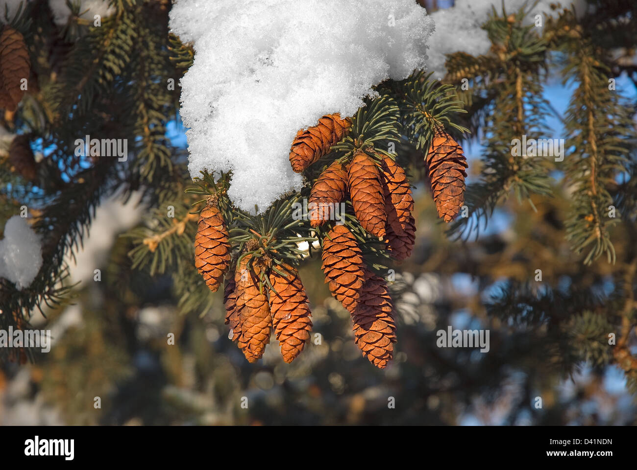 The snow has covered fir-tree branches with strobiles Stock Photo