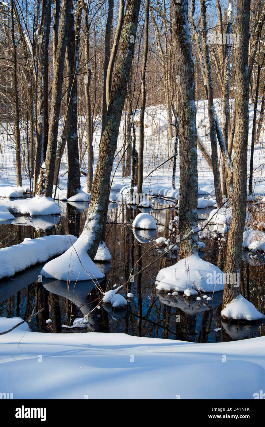 Forest in winter Stock Photo - Alamy