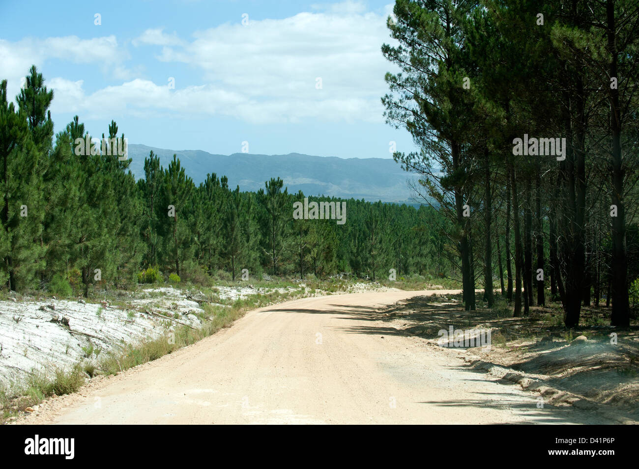 Dirt road through pine forest hi-res stock photography and images - Alamy