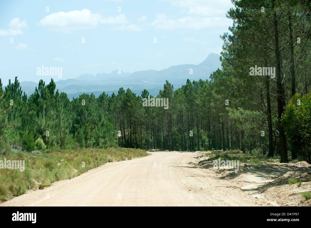 Dirt road through a Pine forest Highlands Road near Elgin Western Cape