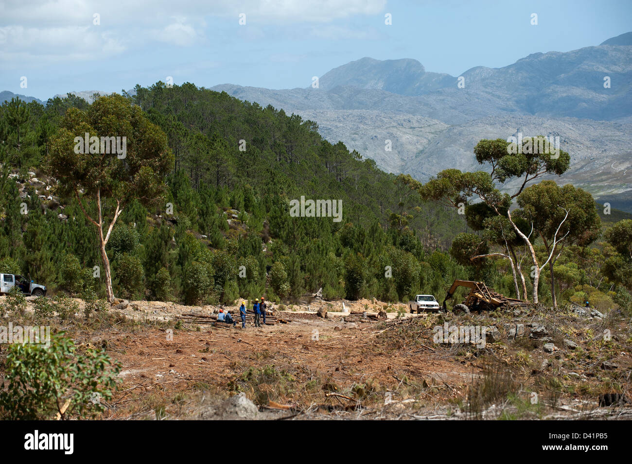 Forestry workers felling Pine trees in the Western cape region South