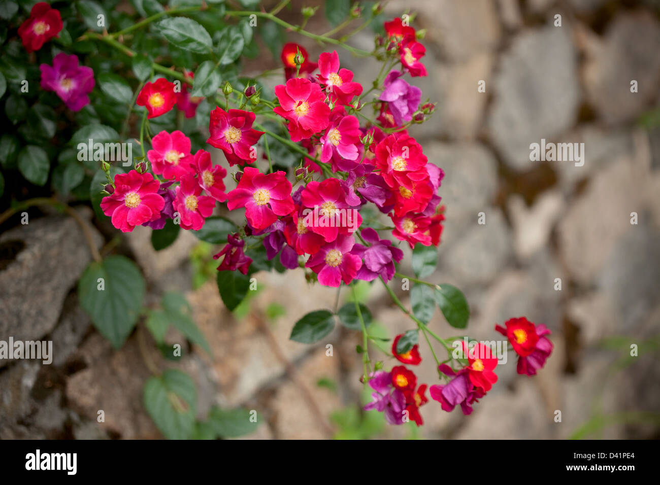 pink flower growing on stone wall Stock Photo - Alamy