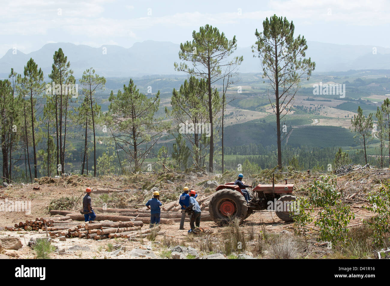 Forestry workers felling Pine trees in the Western cape region South