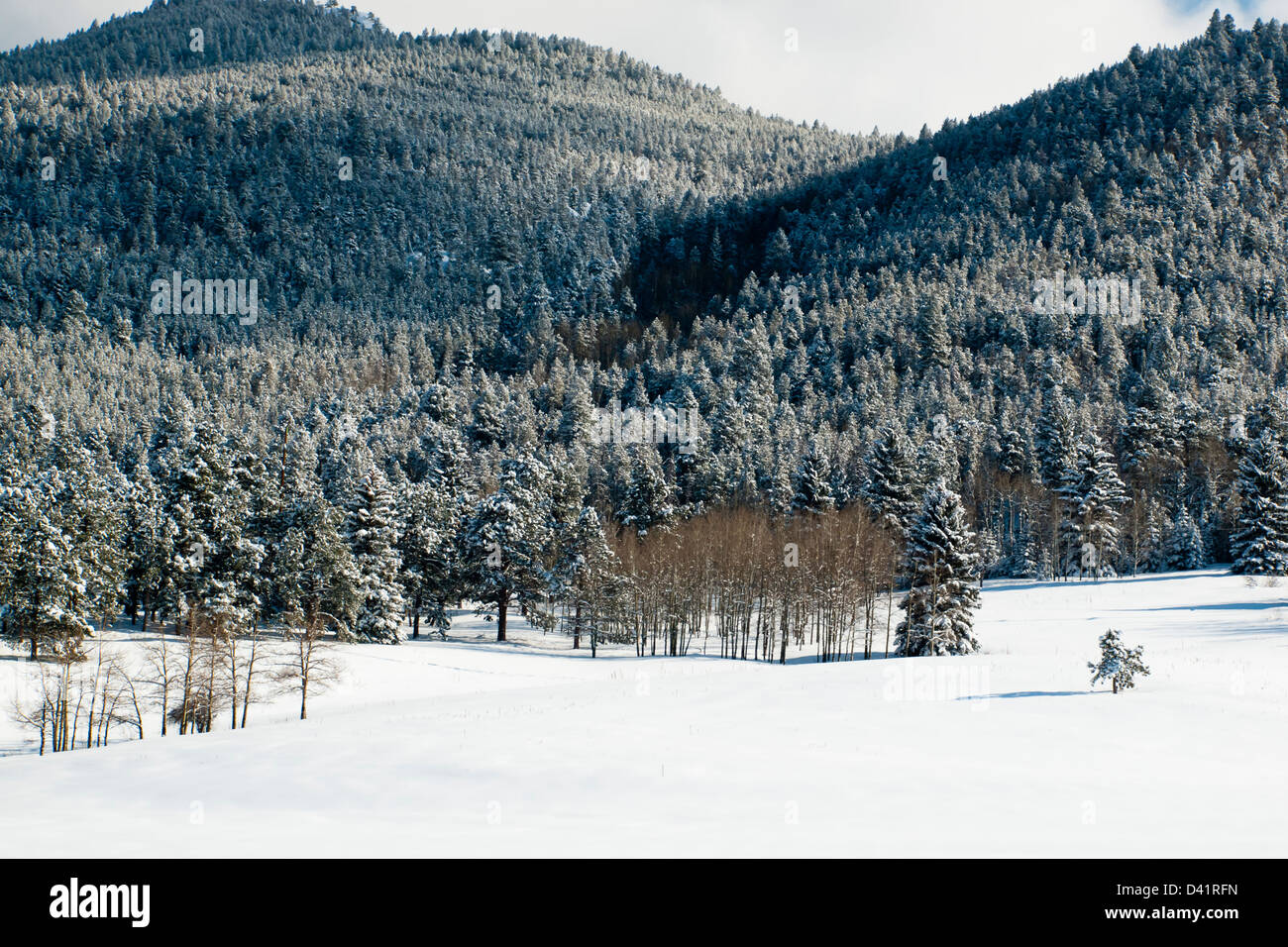 Winter forest near Evergreen, Colorado Stock Photo - Alamy