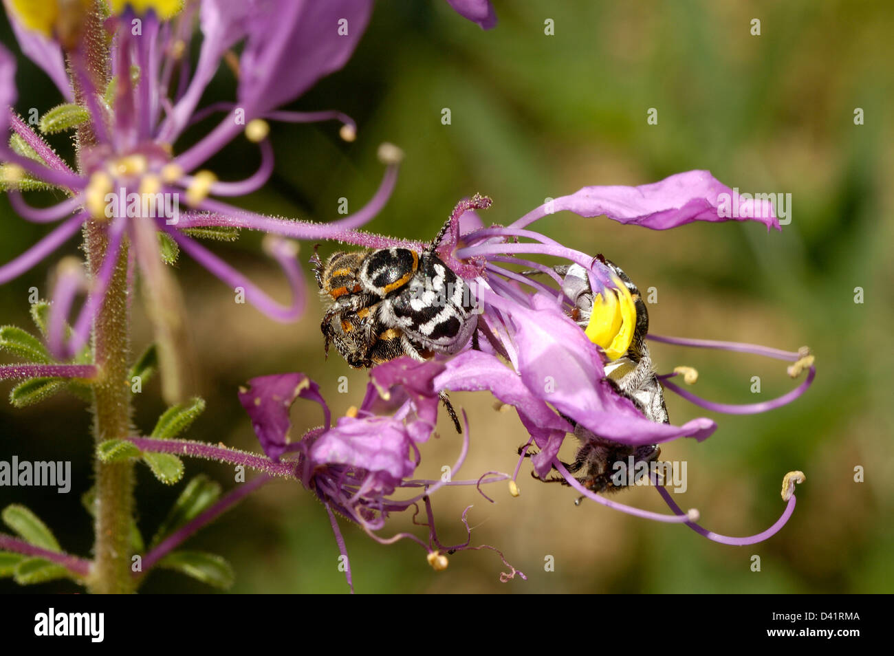 Bee beetles (Scarabaeidae) on flower, a bumble bee mimic Namibia Stock Photo