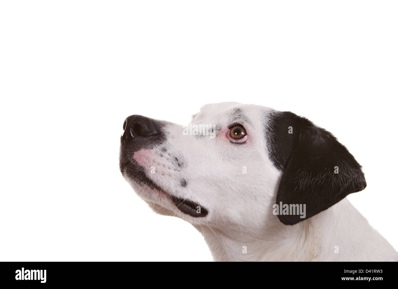 Adult dog on white background with collar and tags Stock Photo