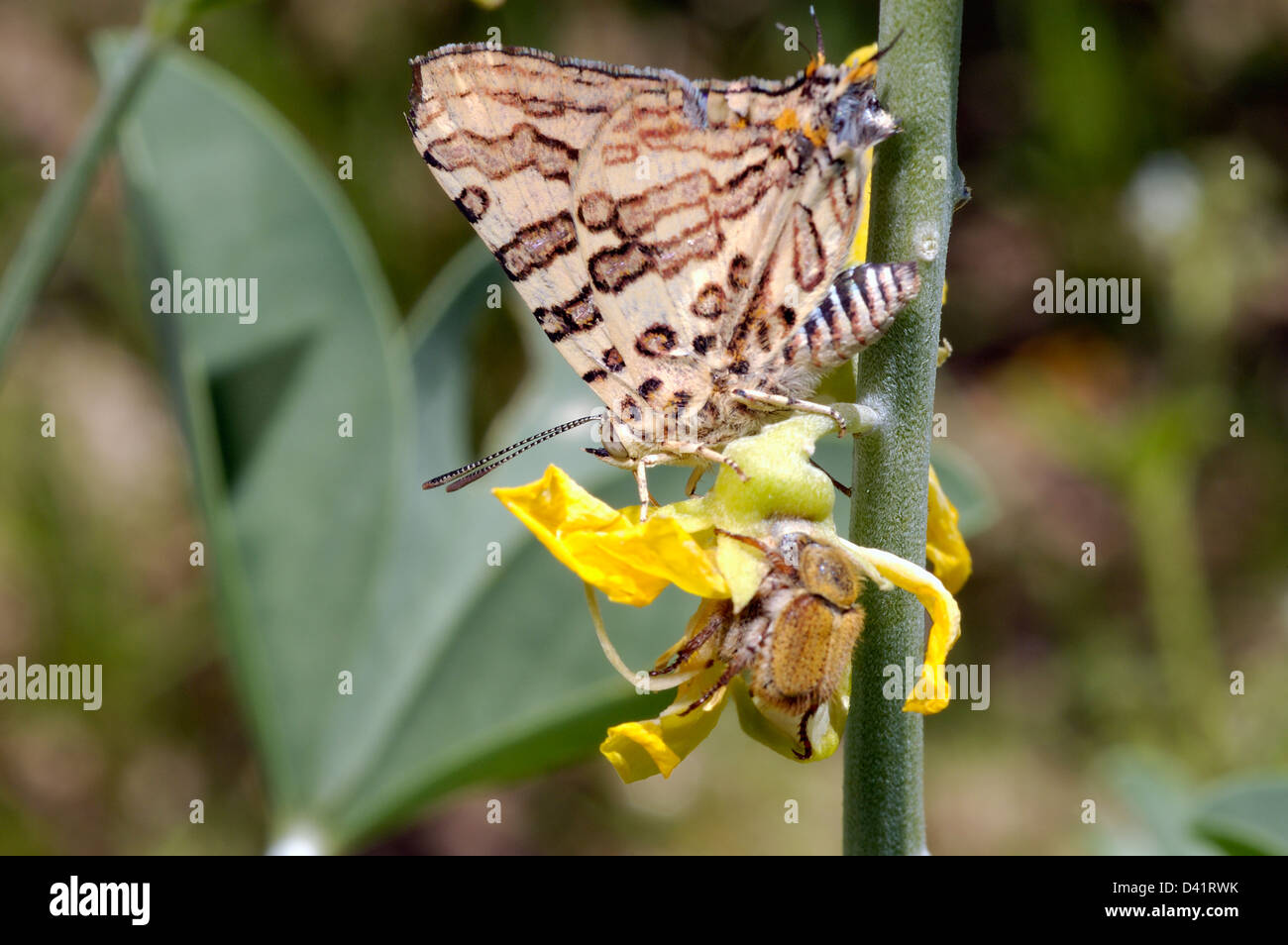 Ella's bar butterfly (Cigaritis (=Spindasis =Aphnaeus) ella: Lycaenidae) feeding on flower accompanied by chafer beetle, Namibia Stock Photo