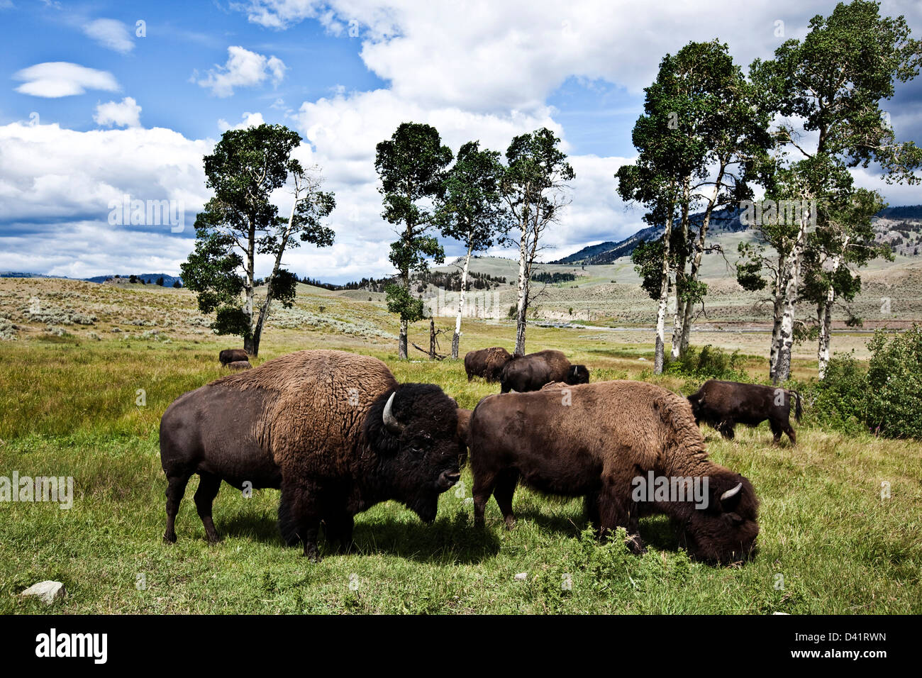 Bisons grazing on roadside in Lamar Valley, Yellowstone National Park Stock Photo