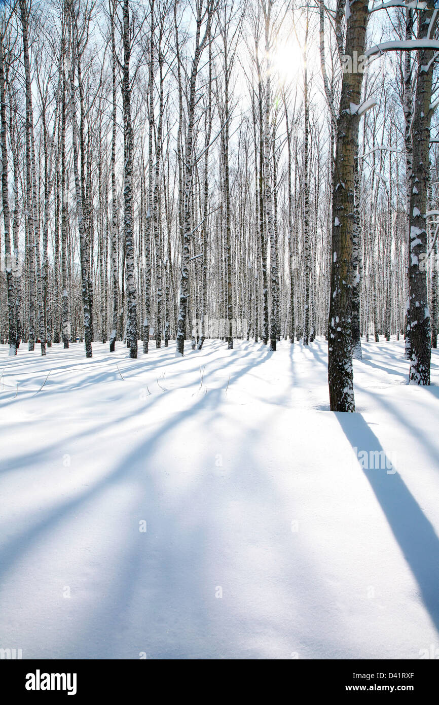 Sun in birch grove hi-res stock photography and images - Alamy