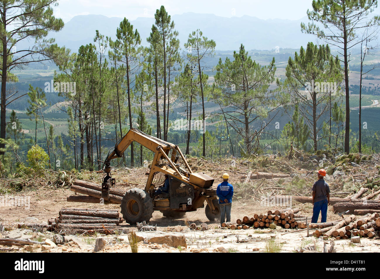 Forestry workers felling Pine trees in the Western cape region South Africa c Stock Photo