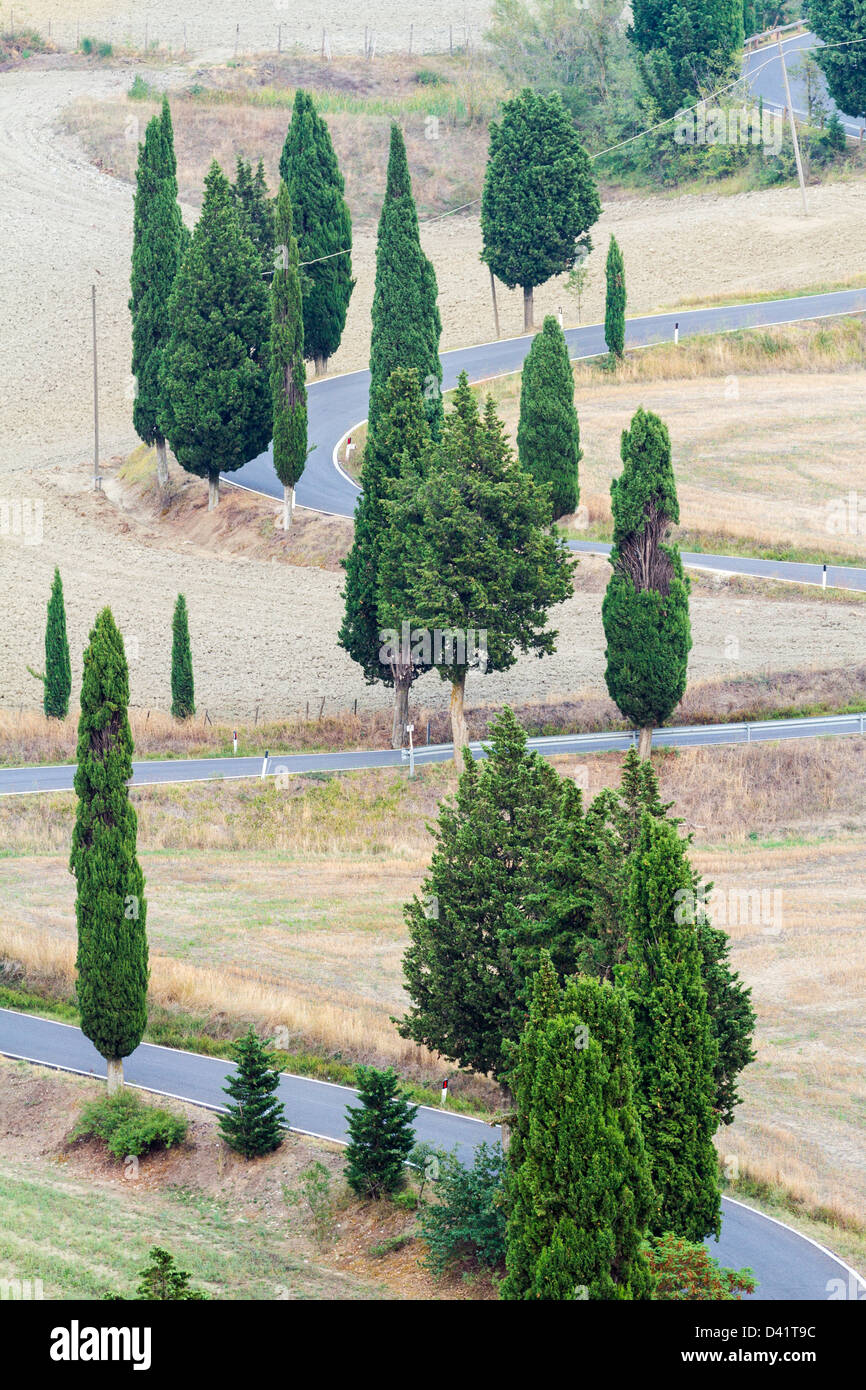 Winding Road lined with Cypress Trees, near Monticchiello, Tuscany Stock Photo