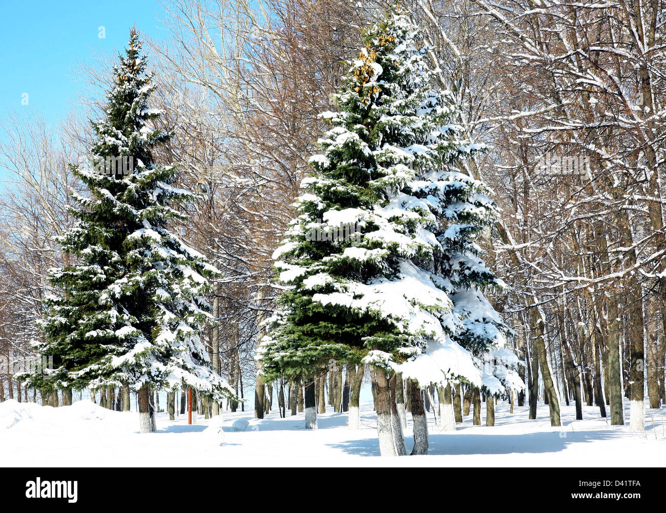 Winter trees in April Stock Photo - Alamy