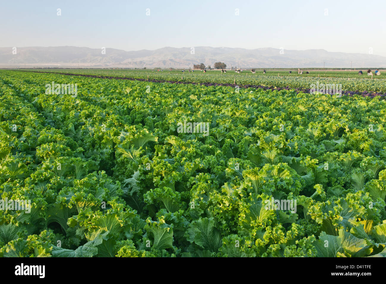 Green mustard 'Brassica juncea' field. Stock Photo