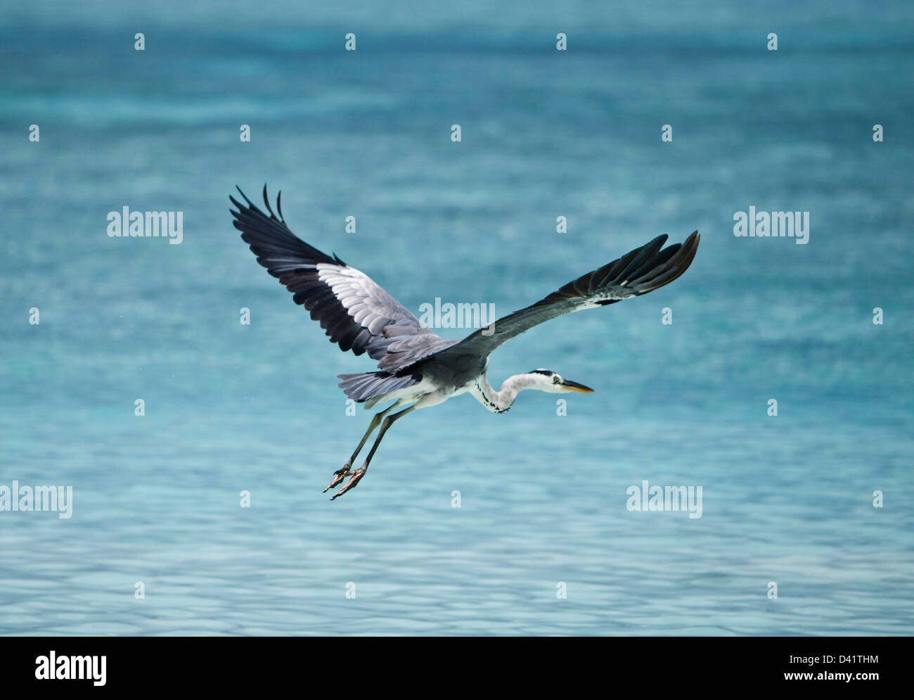 White faced heron flying above ocean, Maldives Stock Photo