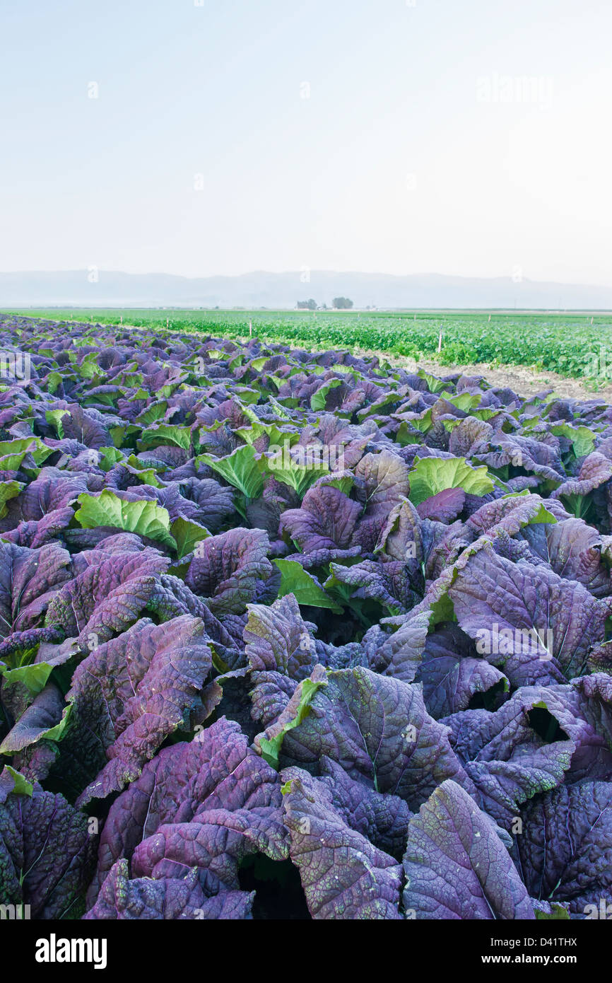 Red mustard Greens 'Brassica juncea' growing in field Stock Photo Alamy