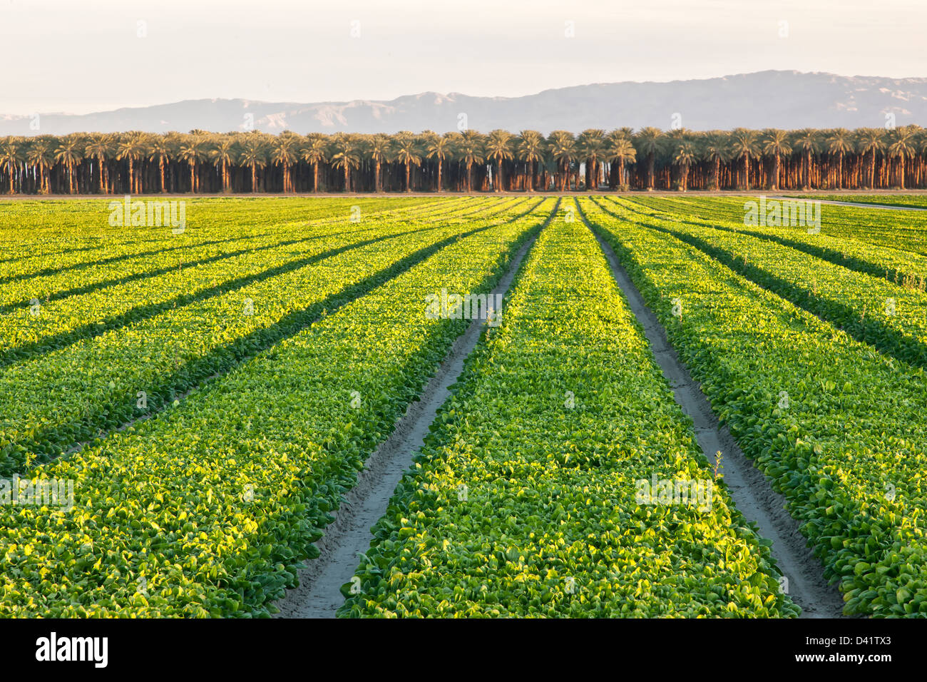 Spinach 'Spinacea oleracea' row crop, pre-harvest, Date Palms. Stock Photo