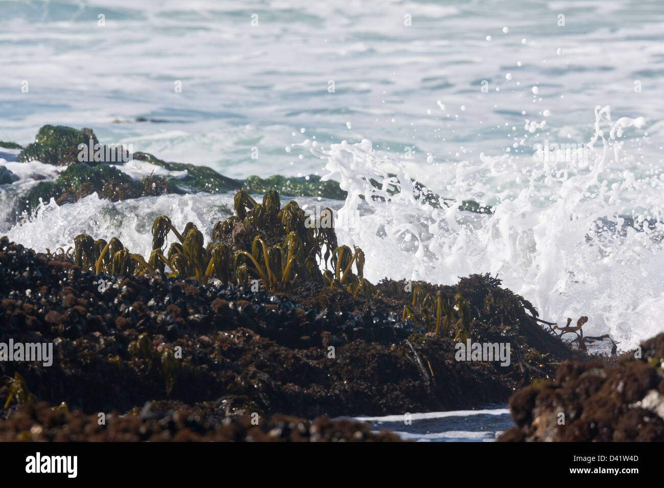 Sea palm (Postelsia palmaeformis) on rocks on the North California coast at MacKerricher State Park, USA Stock Photo
