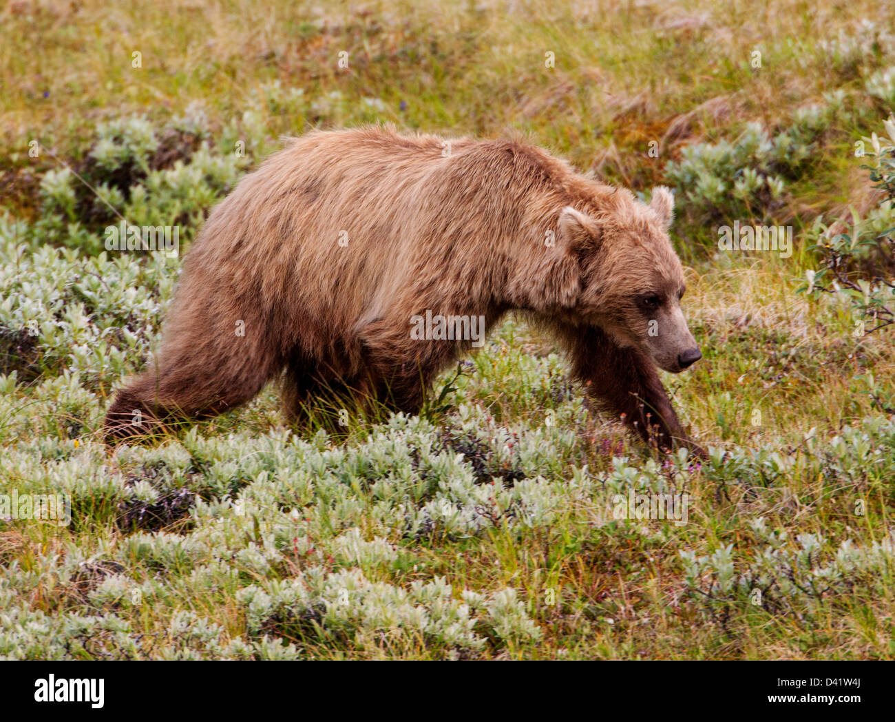 Grizzly bear (Ursus arctos horribilis), Thorofare Pass, Denali National Park & Preserve, Alaska, USA Stock Photo