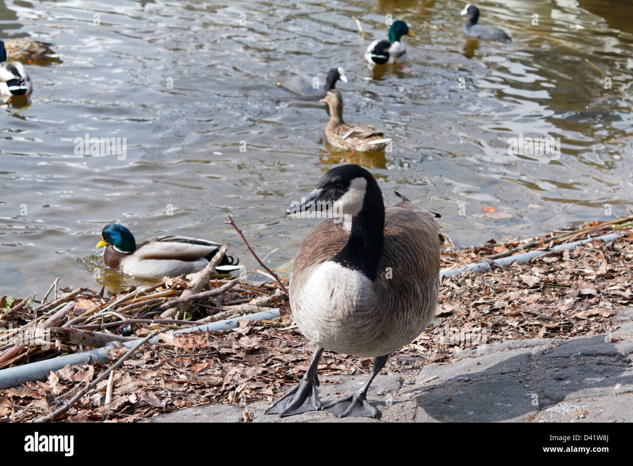 Berlin, Germany, a Canada goose and ducks at Lake Tegel Stock Photo - Alamy