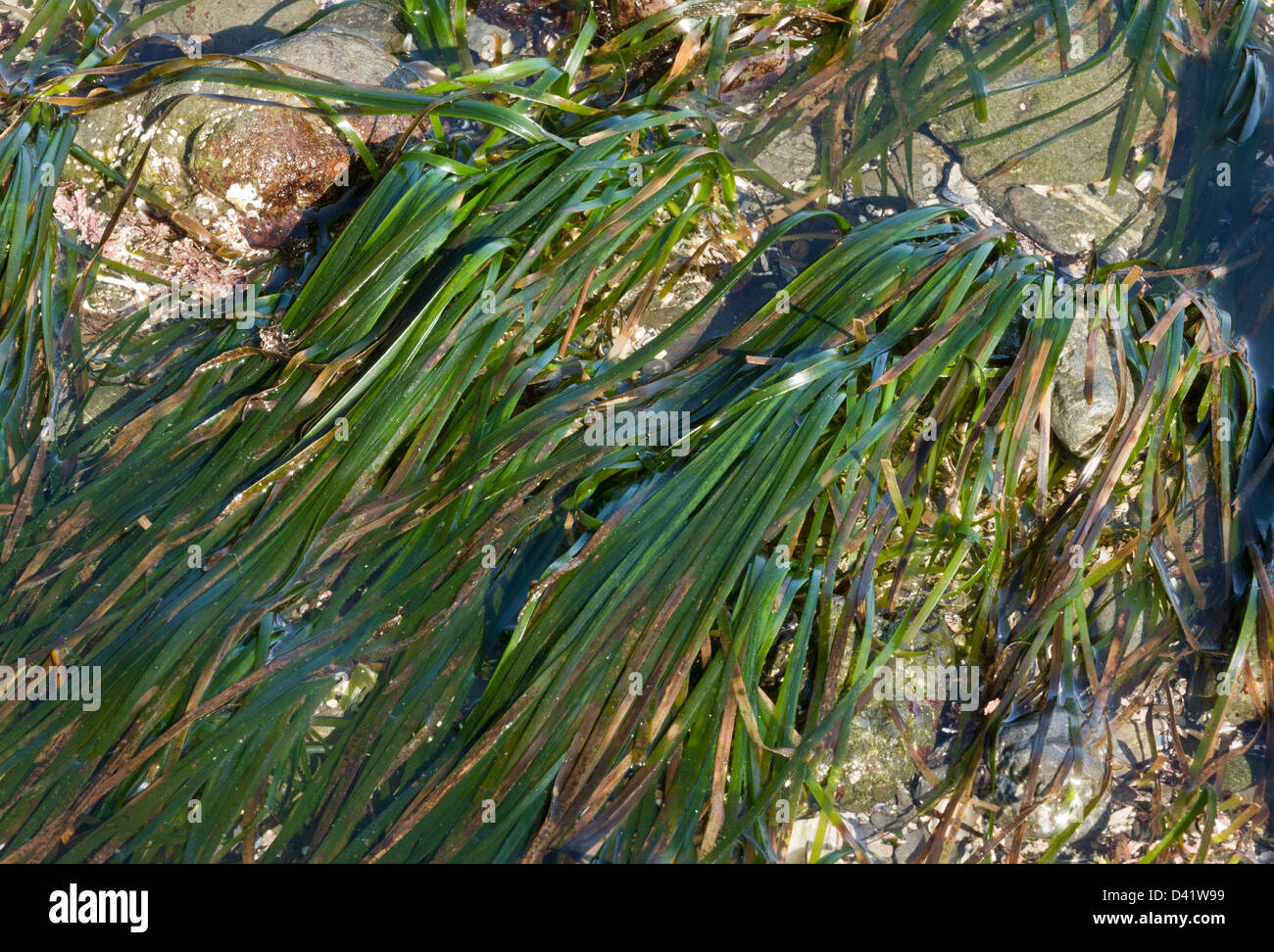 Common eelgrass, Zostera marina, close-up, on the North California coast at MacKerricher State Park, California, USA Stock Photo