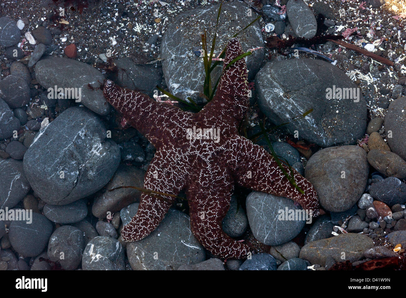 Purple sea star  (Pisaster ochraceus) close-up, on the North California coast at MacKerricher State Park, USA Stock Photo