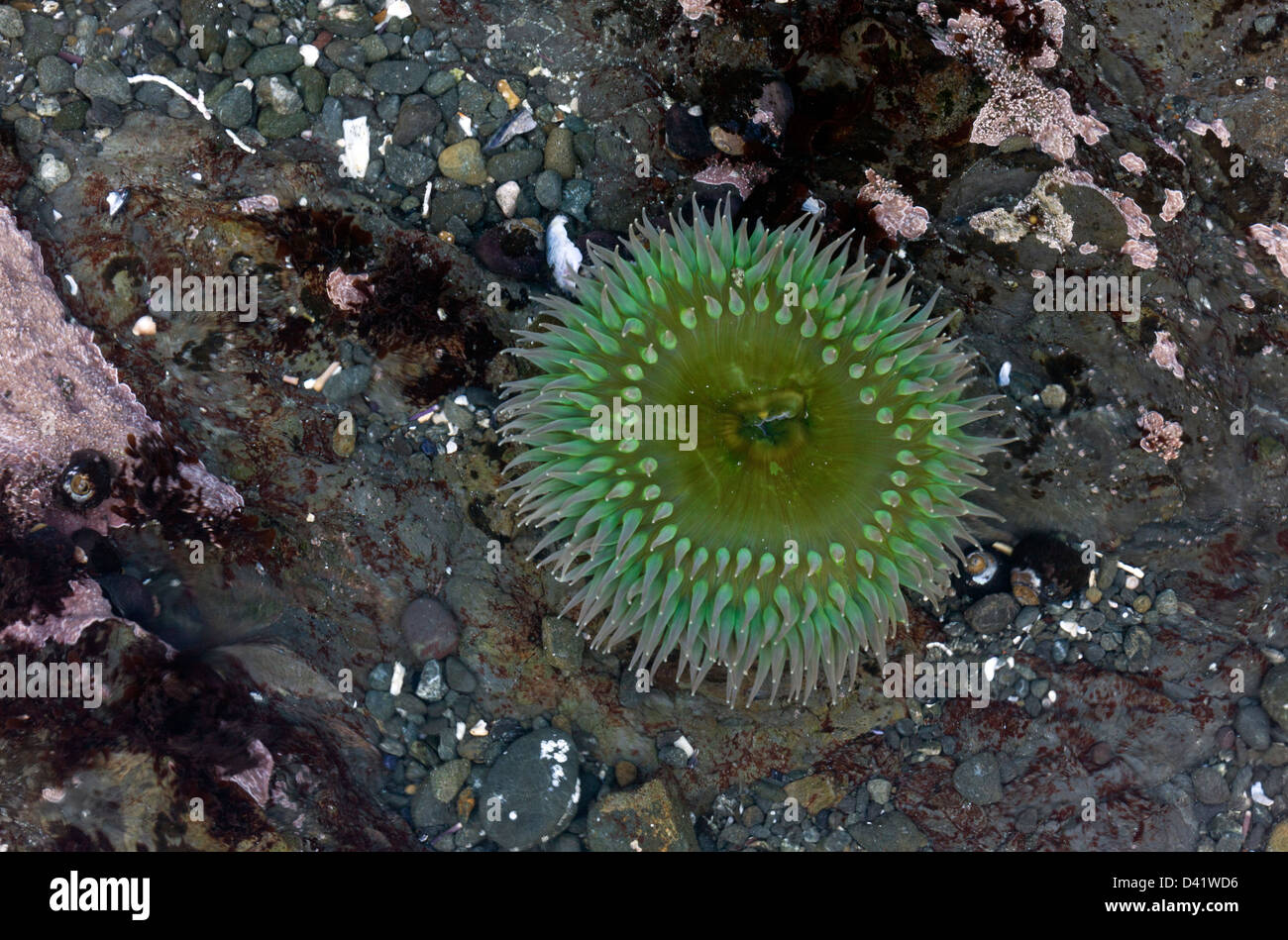 Giant Green Anemone (Anthopleura xanthogrammica) in tidepool on the North California coast, MacKerricher State Park, USA Stock Photo