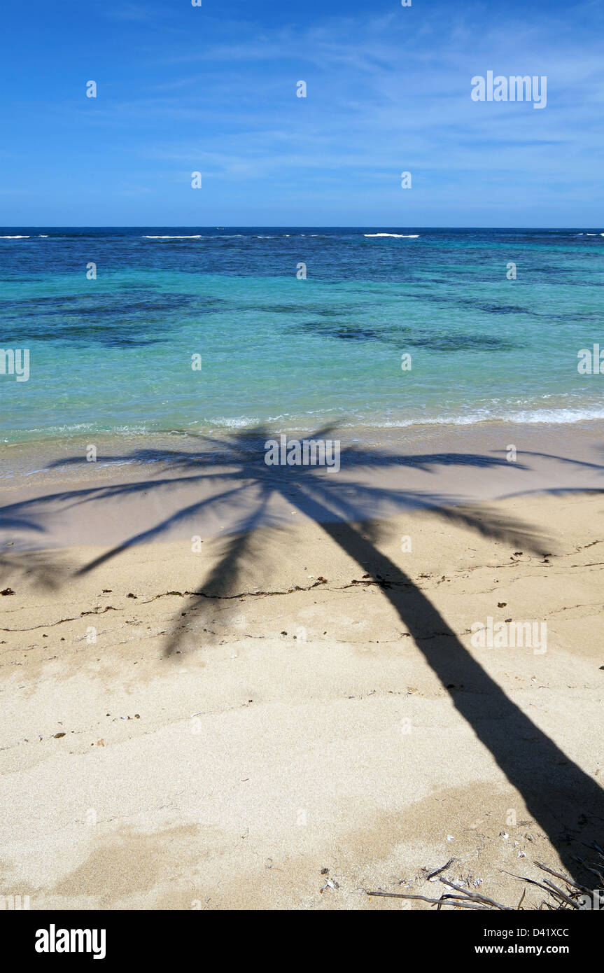 Coconut tree shade on a sandy beach with clear waters of a lagoon in ...