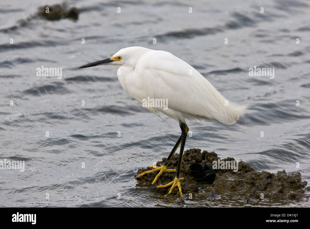 Snowy Egret (Egretta thula) hunting by edge of lagoon, close-up ...