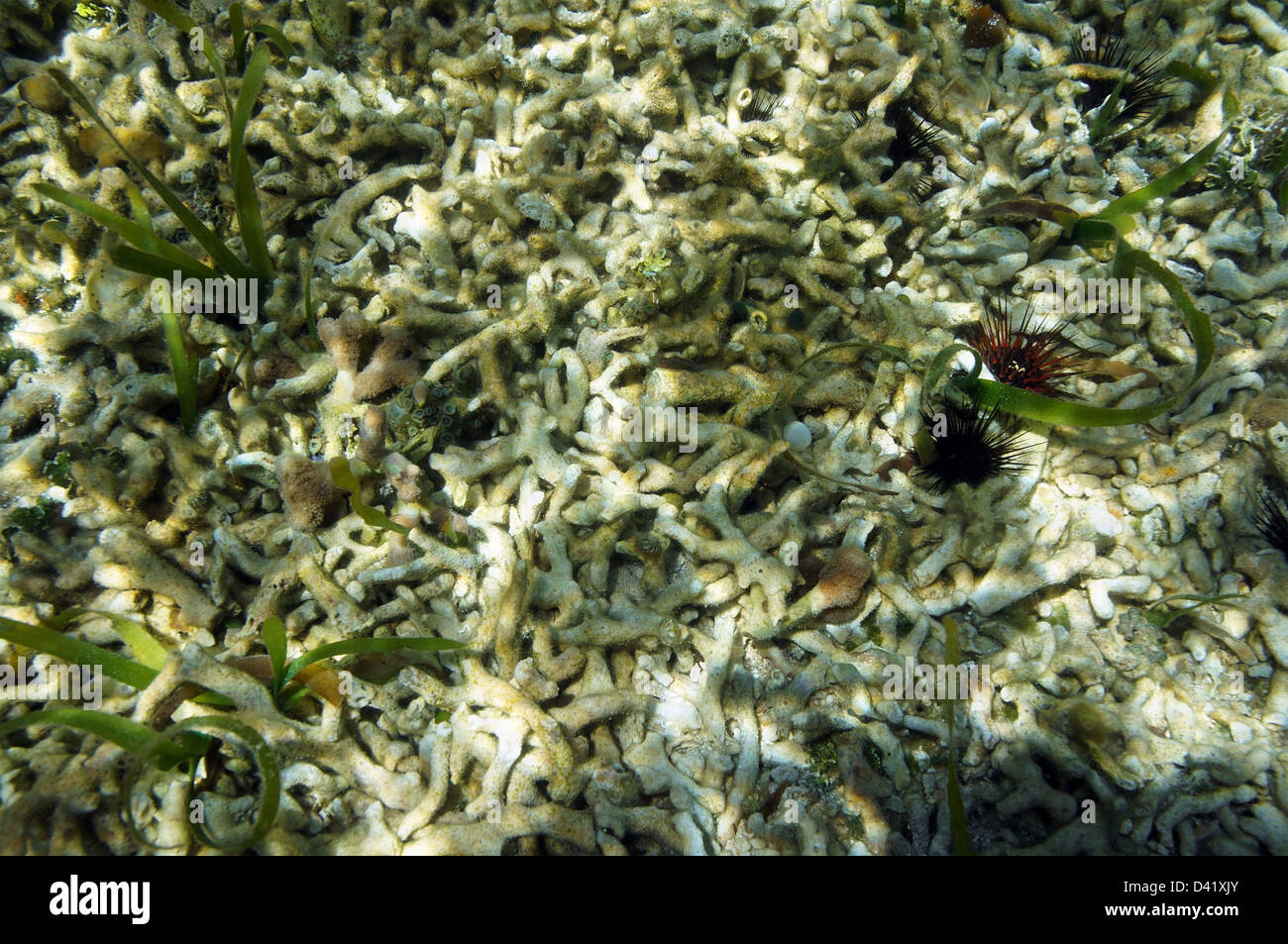 Coral reef destroyed by coastal development issues Stock Photo