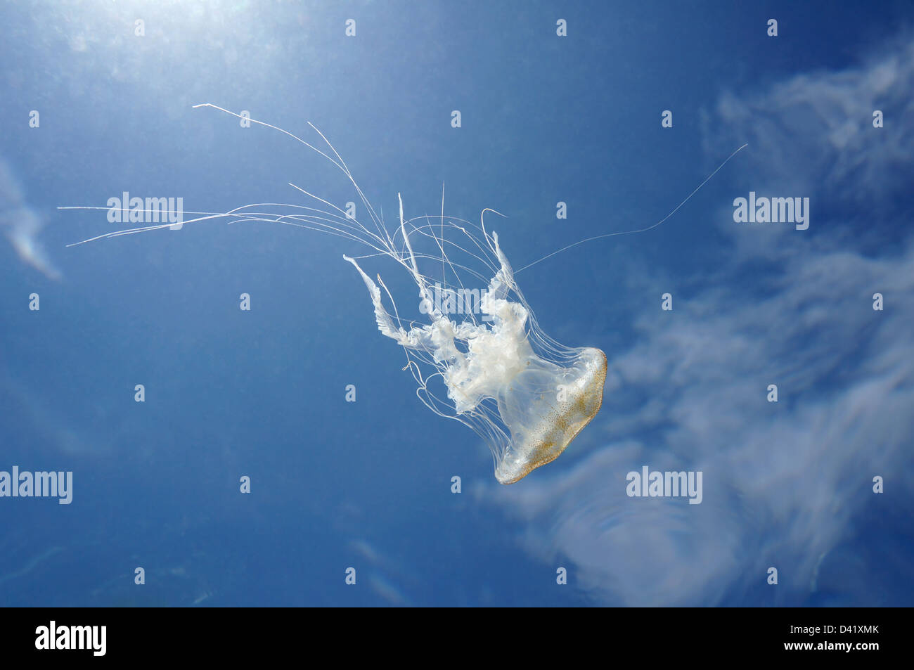 Underwater view of water surface with a Warty jellyfish and blue sky with clouds in background Stock Photo