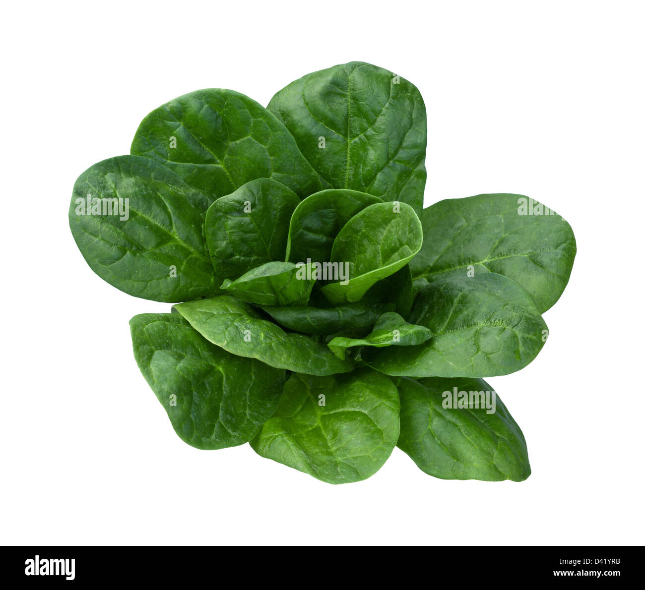 Spinach Isolated on a white background Stock Photo - Alamy