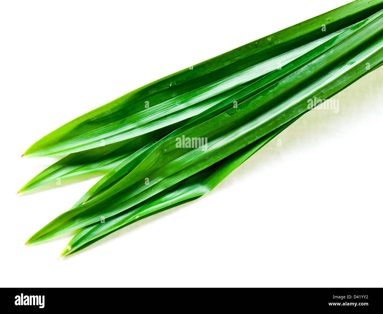 Fresh Pandan leaves Stock Photo Alamy