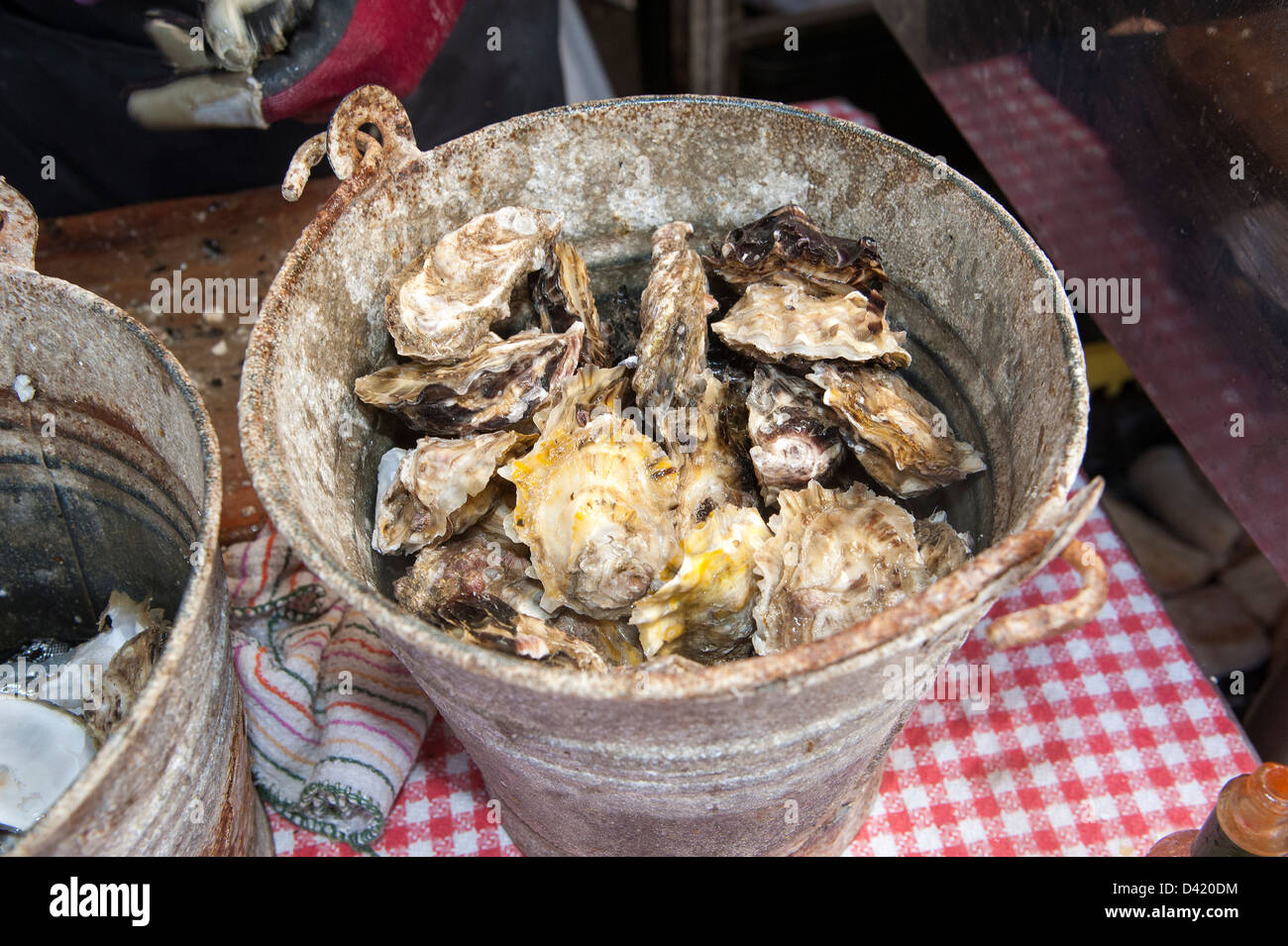 Bucket of Oysters from the west coast of South Africa Stock Photo Alamy
