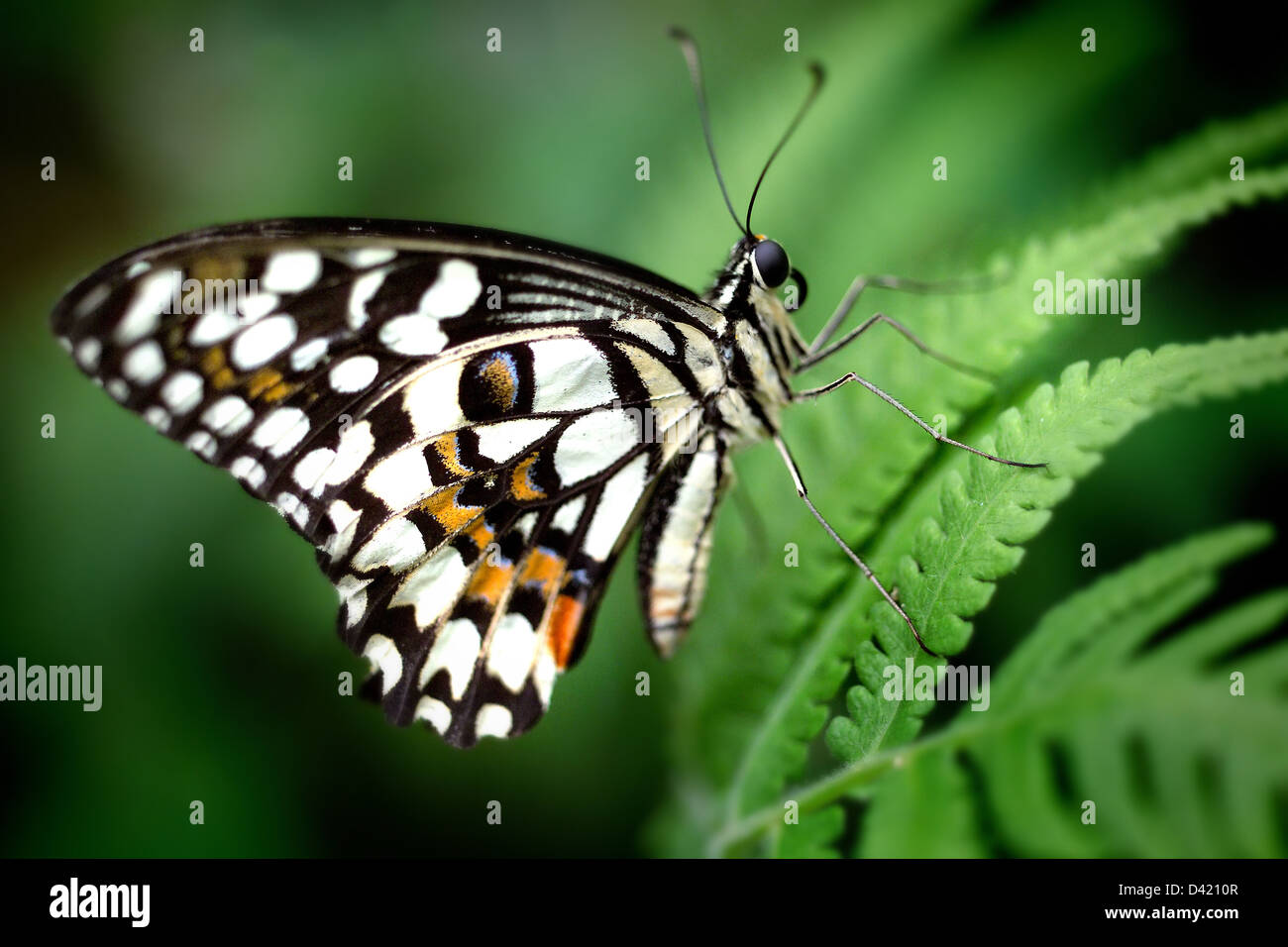 Exotic Black White And Orange Butterfly Stock Photo 54134439 Alamy