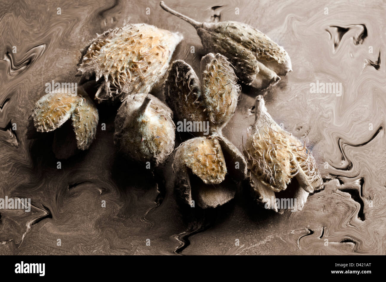 The hairy spiky shells of the beech nut Stock Photo