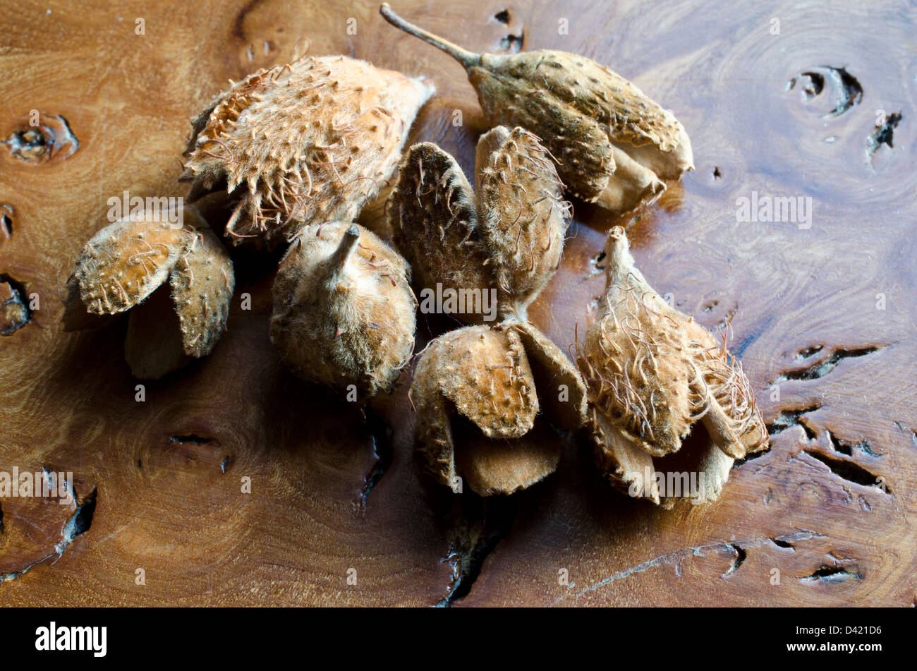 The hairy spiky shells of the beech nut Stock Photo