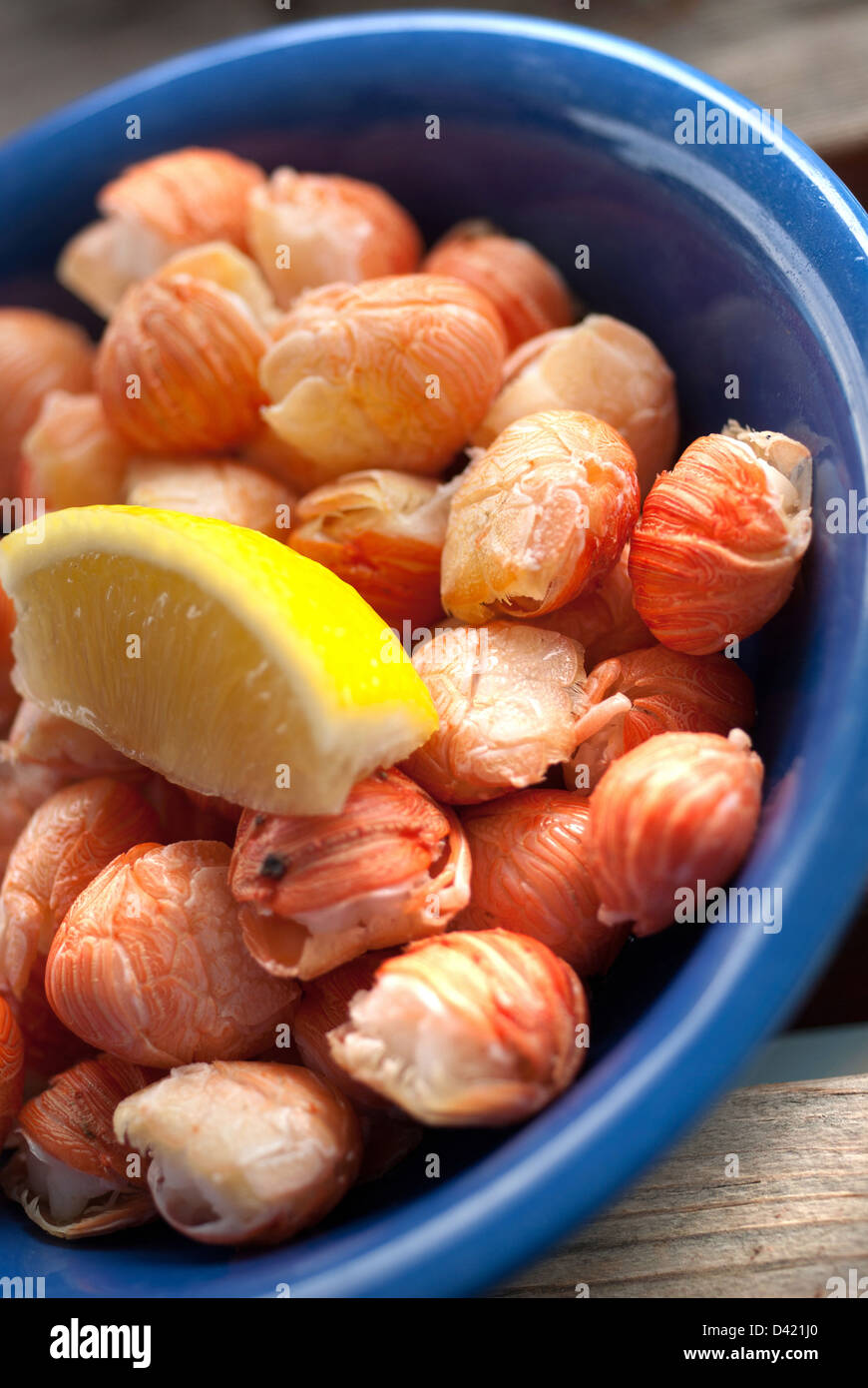 Squat Lobster Recipe: Easy, Delicious, and Perfect for Dinner